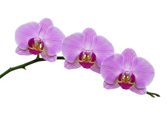 Naklejka premium Photorealistic studio shot of three delicate purple Phalaenopsis orchid blooms with intricate yellow and white centers, positioned distinctly separated along a single arcing green stem segment, 