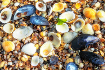 Memory of sea. Beautiful seashells on shell beach near surf. Winter cold sea. Soft shell clam (Mya arenaria), anadara ((Scapharca inaequivalis), edible mussel (Mytilus edulis), Venus between Cardium