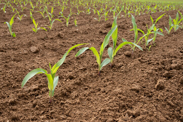 Young maize plants (Zea mays) in brown soil