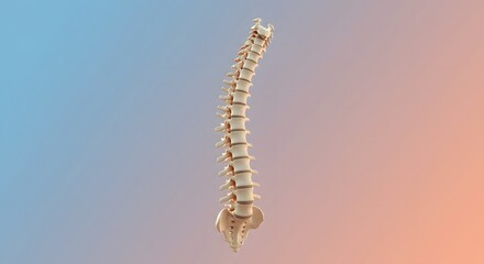 Isolated Human Spine Anatomy on Gradient Background in 3D Rendered Visualization