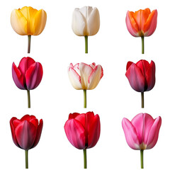 Fototapeta premium set pes tulips