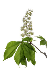 Color Chestnut