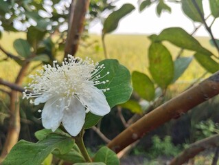 Guava flower still on tree blossom in outdoor garden 