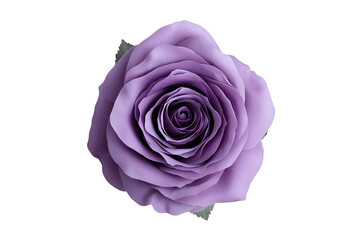 Purple Rose Blossom Closeup Black Background,