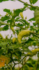 photo of a large chili plant in a village
