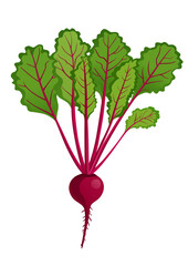 Beetroot or beet root, a juicy vegetable ingredient for making juice and food.