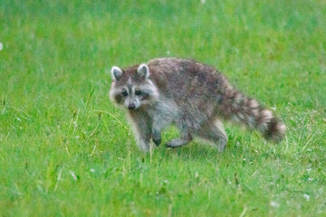 raccoon in the grass