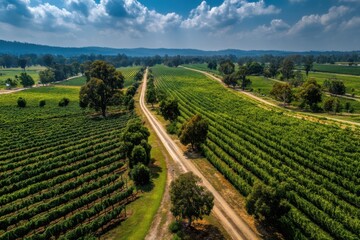 Vineyard Landscape: Rows of Vines, Dirt Road, Trees, and Distant Hills Under a Blue Sky with White Clouds.