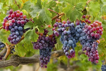 Clusters of fresh grapes hanging from vine with green leaves, showcasing natural vineyard fruit for winemaking in the fall