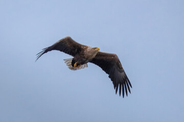 An adult White-tailed eagle flies toward the camera lens on a cloudy spring morning.