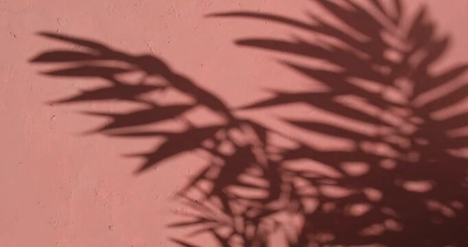 Mediterranean pink terracotta color plaster background with tropical palm leaves shadows.