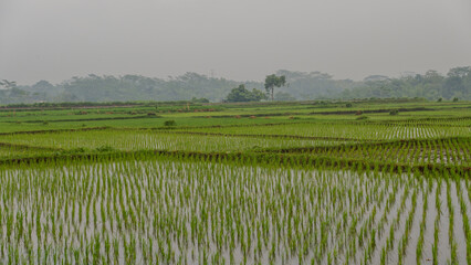 Fototapeta premium photo of a vast expanse of rice fields in a village