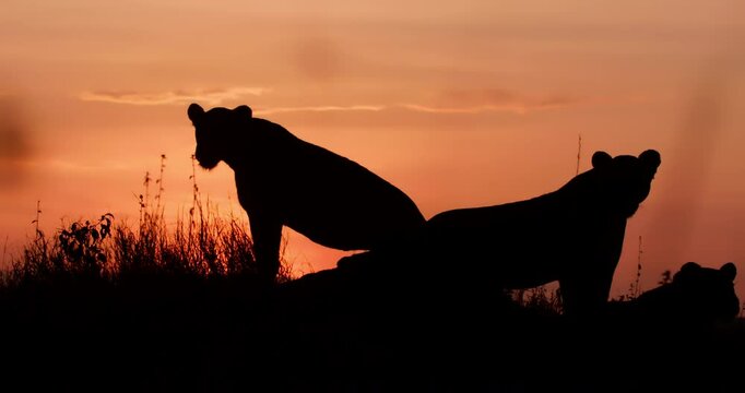 Silhouette wide shot of a pride of lions (Panthera leo) resting on an anthill during sunset in Kenya.