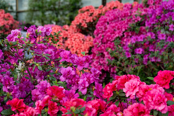 Obraz premium Azalea bud flower. Rhododendron plant in garden