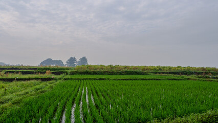 Fototapeta premium photo of a vast expanse of rice fields in a village