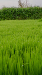 photo of a vast expanse of rice fields in a village