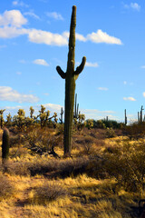 Landscape Sonoran Desert Arizona