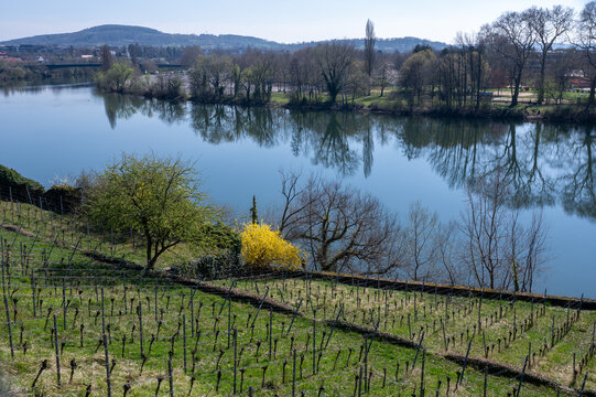Aschaffenburg Vineyards