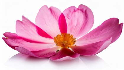 Fototapeta premium pink flower blomming isolated on white background