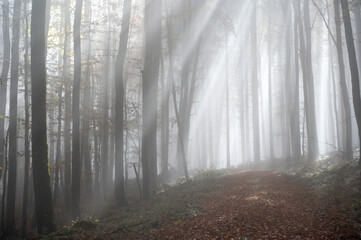 Sunbeams in fog in an autumn forest