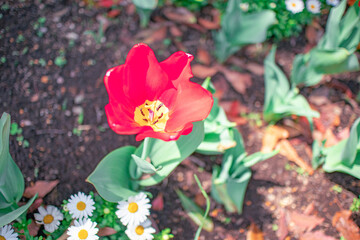 赤いチューリップ