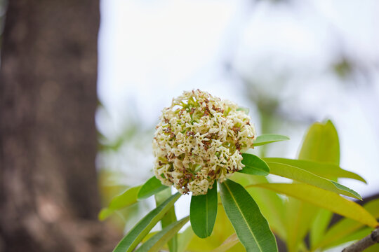 Close-up view of white cheesewood flower blooming on tree branch