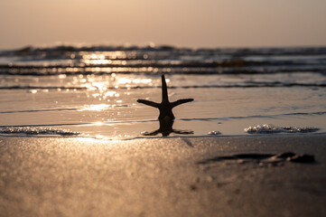 A starfish in the water on a beach at sunset