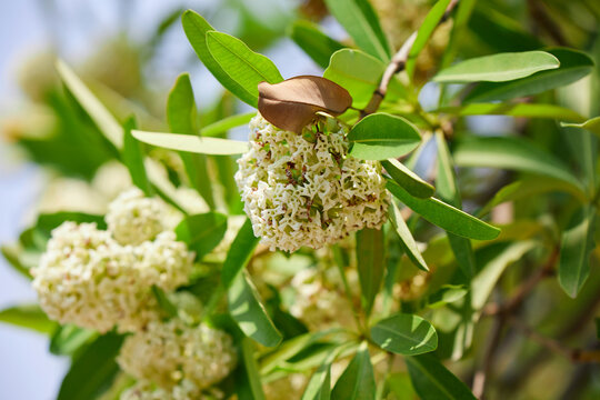 Close-up view of white cheesewood flower blooming on tree branch