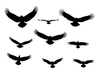 Obraz premium Eagle in Flight Silhouette – Majestic Bird Vector Illustration