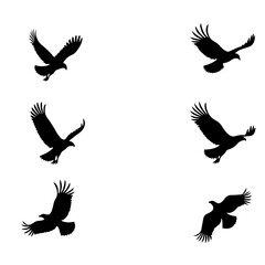Fototapeta premium Eagle in Flight Silhouette – Majestic Bird Vector Illustration