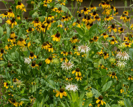 Mexican hat, Ratibida columnifera, and Wild bergamot, Monarda fistulosa, in a colorful native pollinator garden.