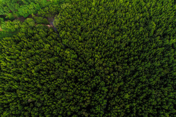 Ecology system green tropical mangrove forest in sea bay