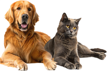 golden retriever dog and a gray cat sitting side isolated on white background PNG