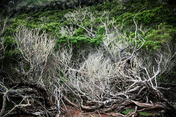 absract background of green trees