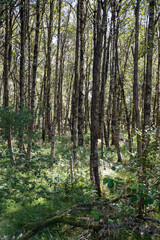 Obraz premium In the forest with green grass