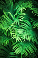 Green plant background of fern leaves. Shallow depth of field. Selective focus on the center of the composition.