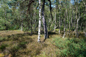 A forest in the moorland