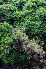 absract background of green trees