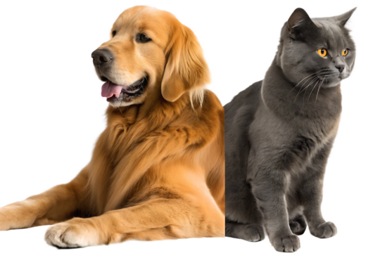 golden retriever dog and a gray cat sitting side isolated on white background PNG