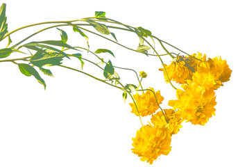 Yellow flowers of Rudbeckia laciniata Hortensia, Cutleaf Coneflower, blooming, isolated on a transparent background, png