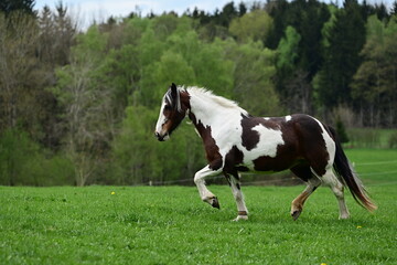 Obraz premium Pferdeglück. Eine bunt gemischte Pferdeherde tobt auf der Frühlingswiese