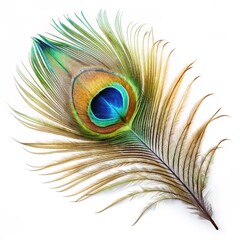 peacock feather isolated on white © MDBAYZID