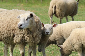 Fototapeta premium a white sheep with little lambs is grazing in a green meadow closeup