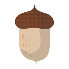 Acorn Illustration Set 