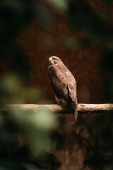 hawk in the zoo sits on the tree
