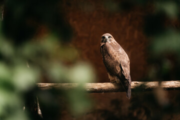 hawk in the zoo sits on the tree