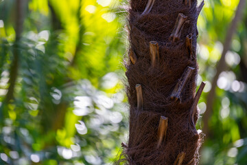 Obraz premium Close-Up of Palm Tree Trunk with Natural Fiber Texture