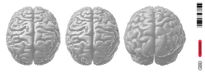 Fototapeta premium Engraved illustrations of a brain in three stages of detail showcasing neural patterns and structures