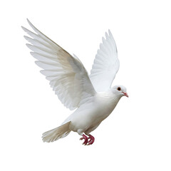 Obraz premium white dove isolated on white