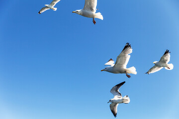 Bottom view of a flock of seagulls flying over the sea with spread wings against a clear blue sky on a sunny summer day. Free birds in their habitat. Empty space in the blue sky